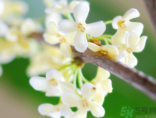 桂花是什么顏色？桂花有幾種顏色？