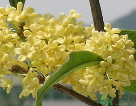 桂花不開花是什么原因？桂花不開花怎么辦？