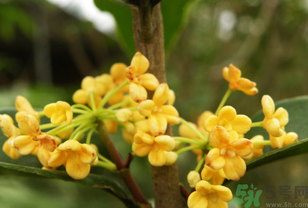 桂花不開花是什么原因？桂花不開花怎么辦？