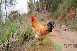 土雞和飼料雞一樣嗎?土雞和飼料雞的營(yíng)養(yǎng)區(qū)別