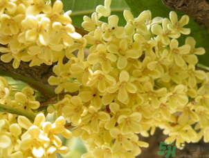 桂花可以直接泡水喝嗎？新鮮桂花可以直接泡水喝嗎？