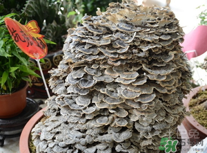 云芝和靈芝的區(qū)別 云芝的功效與作用