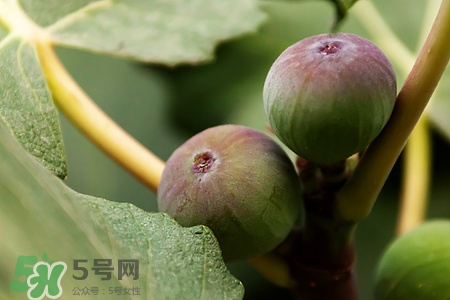 新鮮無花果皮可以吃嗎?無花果皮的功效作用