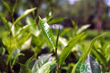 流產可以喝茶葉嗎?流產后喝茶葉好嗎