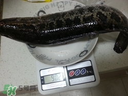 一斤魚可以做多少魚丸？一斤魚可以做幾個(gè)魚丸？