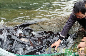 鴨嘴魚多少錢一斤？野生鴨嘴魚多少錢一斤？