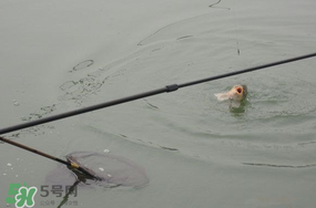 立春后能釣魚(yú)嗎？立春后好釣魚(yú)嗎？