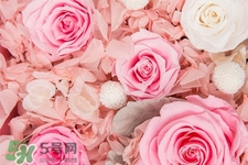 roseonly鮮花怎么保養(yǎng)？roseonly永生花怎么保養(yǎng)？