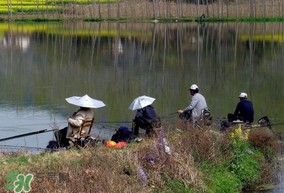 初春什么時候可以釣魚？初春釣魚技巧