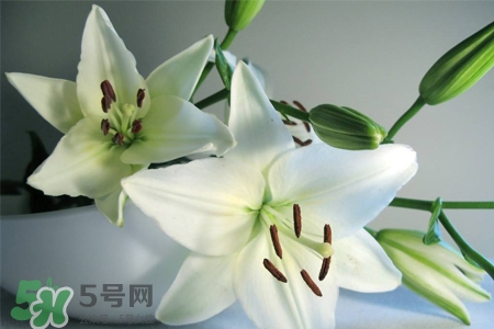 百合花葉子發(fā)黃怎么回事？百合花葉子發(fā)黃怎么辦？