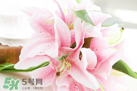 養(yǎng)百合花用什么水？養(yǎng)百合花水里放什么？