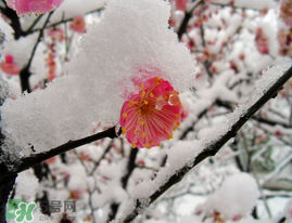 春天下雪意味著什么？春天為什么會(huì)下雪？