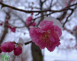 春天下雪意味著什么？春天為什么會(huì)下雪？