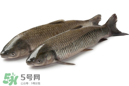 孕婦可以吃草魚嗎？懷孕了能吃草魚嗎？