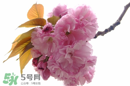 3月份有櫻花嗎？三月份櫻花都開了嗎？