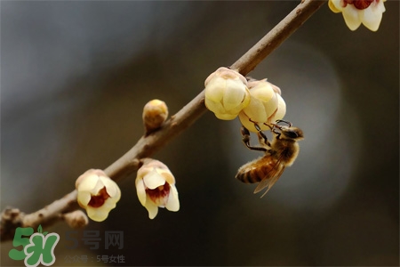 驚蟄吃什么食物好？驚蟄吃什么傳統(tǒng)食物？