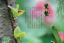 驚蟄吃什么蔬菜好？驚蟄節(jié)氣養(yǎng)生吃什么蔬菜？