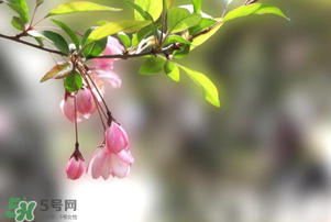 春分開什么花？春分什么花開？