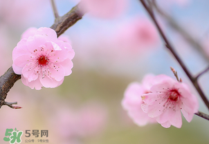 春分開什么花？春分什么花開？