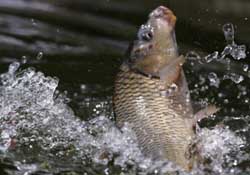 驚蟄過(guò)后好釣魚嗎？驚蟄后陰雨天好釣魚嗎？