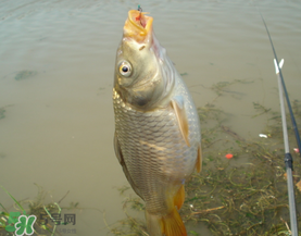 三月份釣鯉魚(yú)好釣嗎？3月份釣鯉魚(yú)用什么好？