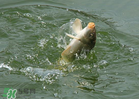 三月份釣鯉魚(yú)好釣嗎？3月份釣鯉魚(yú)用什么好？