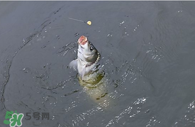 三月份釣鯉魚(yú)好釣嗎？3月份釣鯉魚(yú)用什么好？