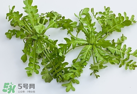 薺菜有蟲子嗎？薺菜根有蟲子嗎？