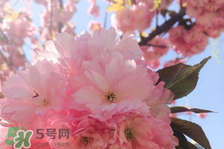 桃花的營(yíng)養(yǎng)價(jià)值 桃花的功效與作用