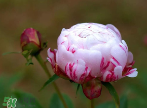 春天能種芍藥嗎？芍藥幾月種植？