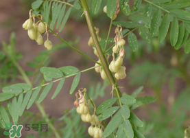 春天能吃黃芪嗎？春天吃黃芪好嗎？