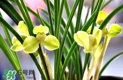 蘭花怎么養(yǎng)？蘭花怎么種？