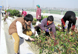 植樹節(jié)可以種什么植物？植樹節(jié)種什么植物好？