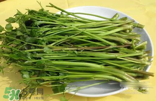 吃野芹菜會中毒嗎？吃野芹菜中毒了怎么辦？