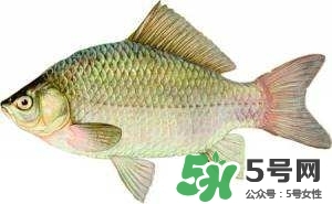 喜頭魚(yú)的做法 喜頭魚(yú)湯的做法