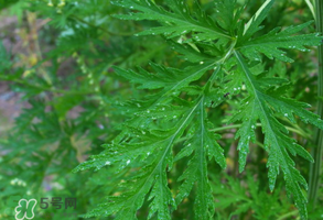 青蒿是什么植物？青蒿是種子植物還是裸子植物？