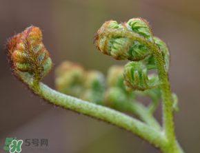 吃蕨菜會過敏嗎？皮膚過敏能吃蕨菜嗎？