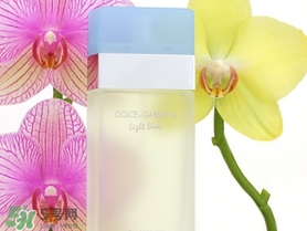 dolce gabanna香水哪款好聞？DG杜嘉班納香水推薦