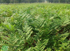 蕨菜可以種植嗎？蕨菜怎么種植？