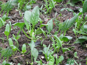 4月份可以種菠菜嗎？菠菜幾月份種？