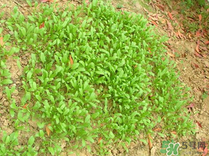 4月份可以種菠菜嗎？菠菜幾月份種？