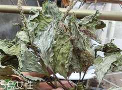 豬肚菜的營養(yǎng)價(jià)值_豬肚菜的功效與作用及食用方法