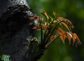 香椿芽可以冷凍嗎？香椿芽怎么冷凍？