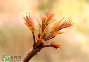 香椿芽可以冷凍嗎？香椿芽怎么冷凍？