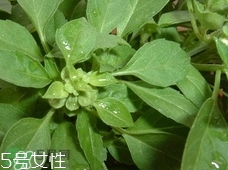 魚香菜的營(yíng)養(yǎng)價(jià)值_魚香菜的功效與作用及食用方法