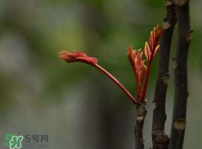 香椿有幾種？香椿哪種好？