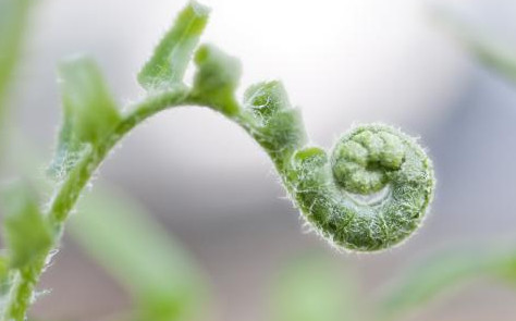 蕨菜到底能不能吃？山上的蕨菜能不能吃