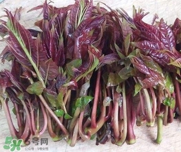 香椿芽怎么吃？新鮮香椿芽怎么吃