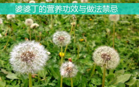 大葉芹怎么吃？大葉芹的做法？