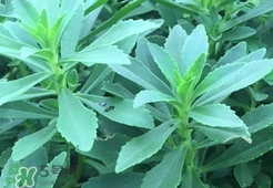 救心菜是什么菜?救心菜是什么樣的?